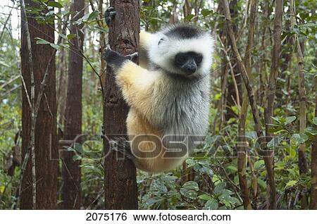 Stock Photograph - Diademed Sifaka (Propithecus Diadema), Andasibe-Mantadia National Park, Toamasina Province, Madagascar. Fotosearch