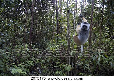 Diademed Sifaka (Propithecus Diadema), Andasibe-Mantadia National Park, Toamasina Province, Madagascar View Large Photo Image Stock Photography - Diademed Sifaka (Propithecus Diadema), Andasibe-Mantadia National Park, Toamasina Province, Madagascar. Fotosearch