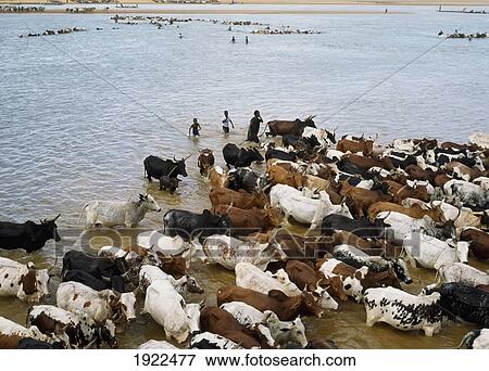 Stock Photo - Diafarabe Annual Fulani Cattle Crossing. Fotosearch