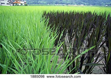 Stock Photo - Different Colored Rice In Fields. Fotosearch