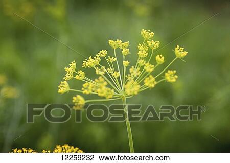 Stock Image - Dill (Anethum graveolens); Palmer, Alaska, United States of America. Fotosearch