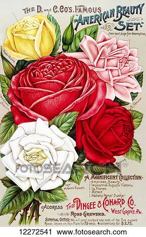 Dingee and Conard Co. rose bulb and seed catalog from 19th century. View Large Photo Image Stock Image - Dingee and Conard Co. rose bulb and seed catalog from 19th century.. Fotosearch