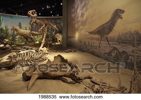 Dinosaur Hall Of The Royal Tyrell Museum, Drumheller, Alberta, Canada View Large Photo Image Stock Photography - Dinosaur Hall Of The Royal Tyrell Museum, Drumheller, Alberta, Canada. Fotosearch