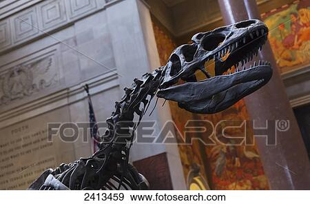 Stock Photo - Dinosaur skeleton at the American Museum of Natural History, Manhattan; New York City, New York, United States of America. Fotosearch