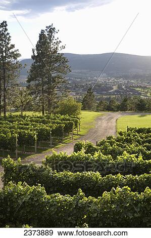 Stock Photo - Dirt Path Through Vineyard; Okanagan, British Columbia, Canada. Fotosearch