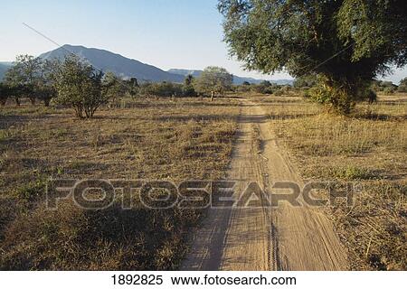 Dirt Road In Savannah View Large Photo Image Stock Photography - Dirt Road In Savannah. Fotosearch