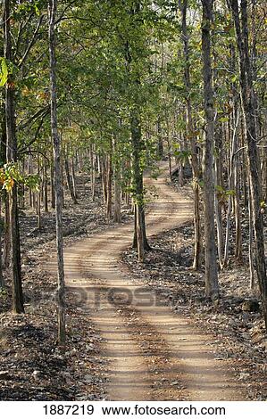Stock Photo - Dirt Road Through Pench National Park.. Fotosearch
