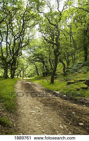 Dirt Road Through Wooded Valley View Large Photo Image Stock Image - Dirt Road Through Wooded Valley. Fotosearch