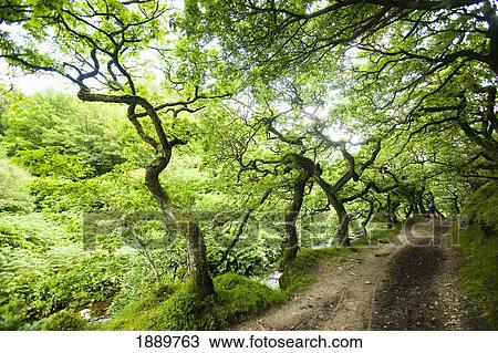 Dirt Road Through Woods View Large Photo Image Stock Image - Dirt Road Through Woods. Fotosearch