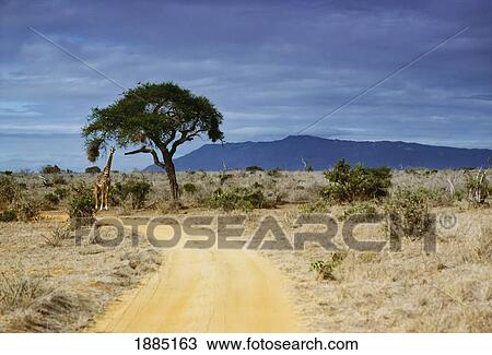 Dirt Road, Tree, And Giraffe, Tzavo View Large Photo Image Stock Image - Dirt Road, Tree, And Giraffe, Tzavo. Fotosearch