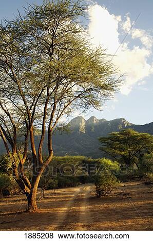 Stock Photo - Dirt Tracks Heading Towards Mountains. Fotosearch