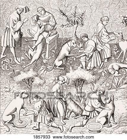 Stock Image - Diseases Of Dogs And Their Cures. 19Th Century Reproduction Of Miniature In 14Th Century Manuscript Of Phoebus. Fotosearch