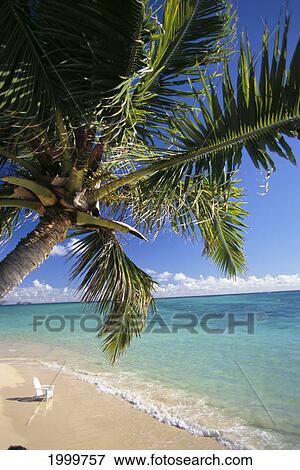 Distant View Of White Beach Chair In Shoreline Waters, Palm Tree Foreground C1743 View Large Photo Image Stock Photo - Distant View Of White Beach Chair In Shoreline Waters, Palm Tree Foreground C1743. Fotosearch