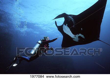 Picture - Diver Approaches Large Manta Ray In Deep Blue Water; Mexico. Fotosearch