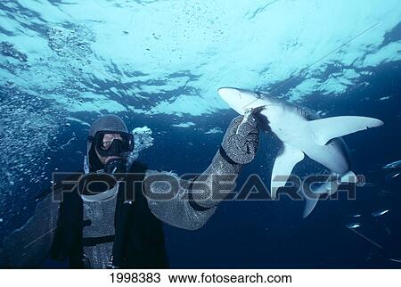 Diver In A Protected Chain Suit Feeds A Shark By Hand View Large Photo Image Stock Image - Diver In A Protected Chain Suit Feeds A Shark By Hand. Fotosearch