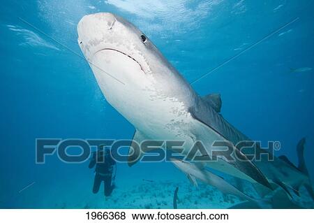 Stock Photo - Diver In Background With Camera; Bahamas, Tiger Shark (Galeocerdo Cuvier). Fotosearch