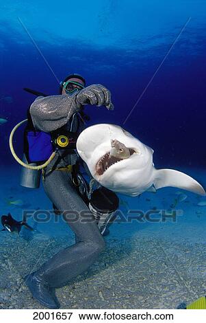 Stock Photo - Diver In Full Chain Mail Suit Feeding Caribbean Reef Shark (Carcharhinus Perezi). Fotosearch