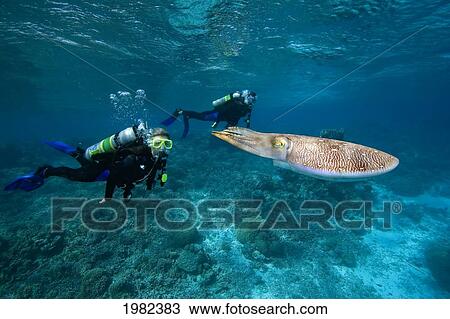 Stock Image - Divers and a Common Cuttlefish (Sepia officinalis); Palau, Micronesia. Fotosearch