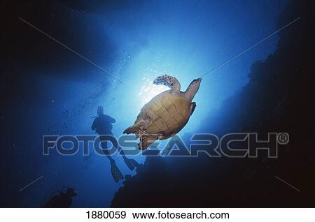 Stock Photo - Divers And Hawksbill Turtle Under Boats, Sharm El Sheikh. Fotosearch