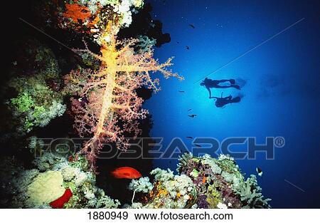 Stock Photo - Divers Holding Hands Swimming Behind Pink Soft Coral. Fotosearch