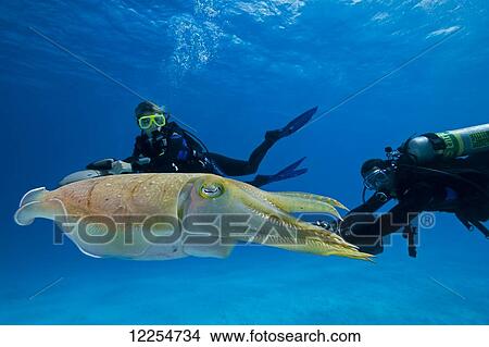 Picture - Divers on underwater scooters and a common cuttlefish (Sepia officinalis); Palau, Micronesia. Fotosearch