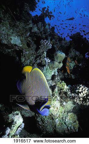 Diving In The Red Sea View Large Photo Image Stock Photo - Diving In The Red Sea. Fotosearch