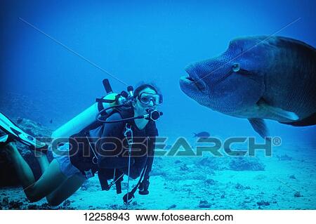 Stock Image - Diving with a Grouper; Palau, Micronesia. Fotosearch