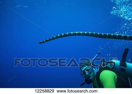 Diving with venemous snakes; Niue View Large Photo Image Stock Photo - Diving with venemous snakes; Niue. Fotosearch