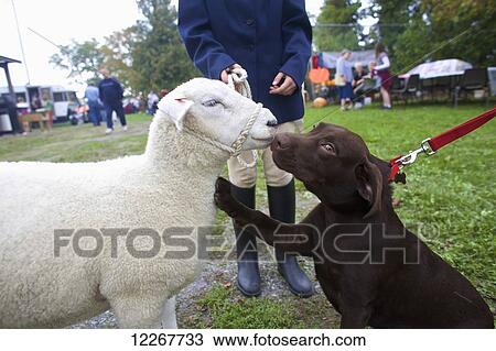 Dog and sheep interacting at Milford Fair; Milford, Ontario, Canada View Large Photo Image Stock Image - Dog and sheep interacting at Milford Fair; Milford, Ontario, Canada. Fotosearch