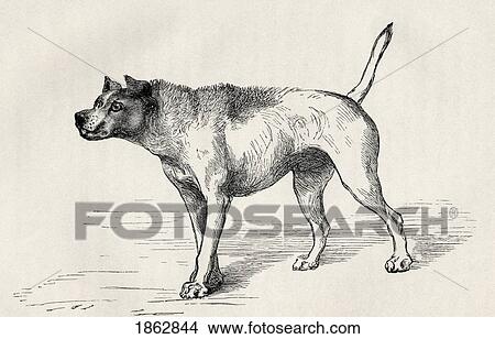 Picture - Dog Approaching Another Dog With Hostile Intentions. Illustration By Mr Riviere From The Book The Expression Of The Emotions In Man And Animals By Charles Darwin, From The Popular Edition Published 1904.. Fotosearch