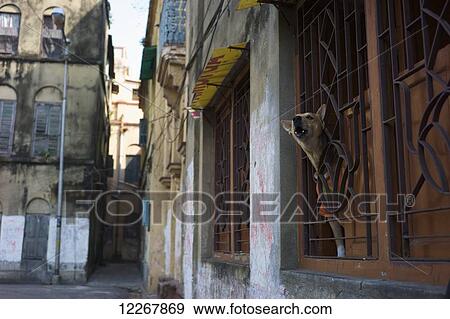 Stock Photo - Dog barking through window; Kolkata, West Bengal, India. Fotosearch