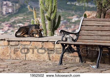 Stock Image - Dog by a bench, Cochabamba, Bolivia. Fotosearch