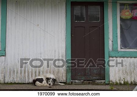 Dog By A House, Puerto Aguirre, Aysen Region, Chile View Large Photo Image Stock Photo - Dog By A House, Puerto Aguirre, Aysen Region, Chile. Fotosearch