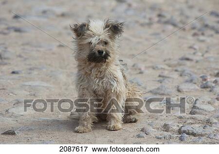 Dog, El Tepoz View Large Photo Image Stock Photo - Dog, El Tepoz. Fotosearch