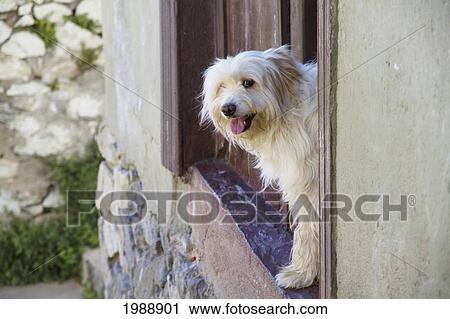 Dog In A House Of Cerro Polanco, Valparaiso, Valparaiso Region, Chile View Large Photo Image Stock Image - Dog In A House Of Cerro Polanco, Valparaiso, Valparaiso Region, Chile. Fotosearch