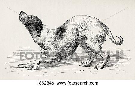 Stock Photography - Dog In A Humble And Affectionate Frame Of Mind. Illustration By Mr Riviere From The Book The Expression Of The Emotions In Man And Animals By Charles Darwin, From The Popular Edition Published 1904.. Fotosearch