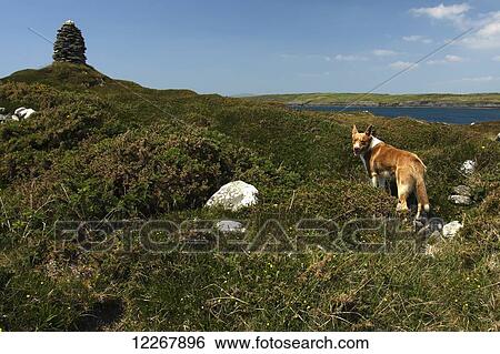 Stock Photograph - Dog on Long island on the Wild Atlantic Way in West Cork; County Cork, Ireland. Fotosearch