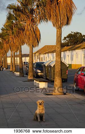 Stock Photo - Dog On Sidewalk; Chiclana De La Frontera Spain. Fotosearch
