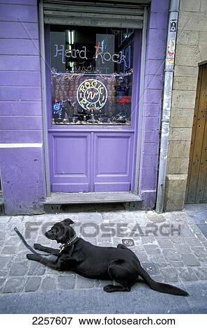 Stock Photo - Dog outside Rock Shop, Brussels, Belgium.. Fotosearch