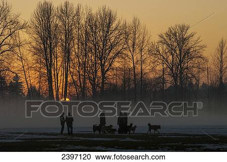 Dog owners take their dogs for a sunset walk; Pitt Meadows, British Columbia, Canada View Large Photo Image Stock Image - Dog owners take their dogs for a sunset walk; Pitt Meadows, British Columbia, Canada. Fotosearch