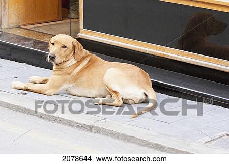 Dog, Rabat, Malta View Large Photo Image Picture - Dog, Rabat, Malta. Fotosearch