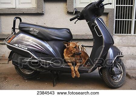 Dog resting on a motor scooter; Ahmedabad City, Gujurat State, India View Large Photo Image Stock Image - Dog resting on a motor scooter; Ahmedabad City, Gujurat State, India. Fotosearch