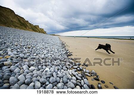 Dog Running On Beach View Large Photo Image Stock Photo - Dog Running On Beach. Fotosearch