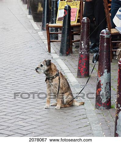 Stock Photo - Dog Sitting By A CaF. Fotosearch
