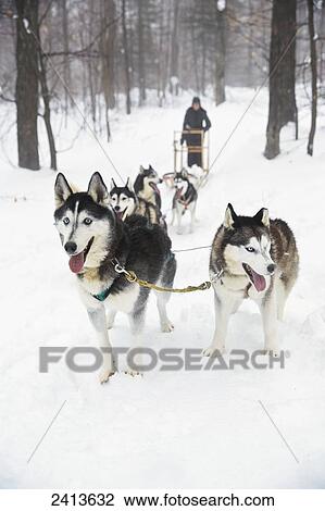 Stock Image - Dog sledding in the Haliburton Forest & Wild Life Reserve; Haliburton, Ontario, Canada. Fotosearch