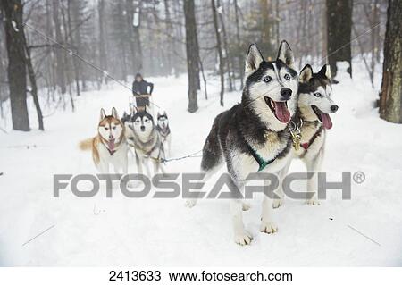 Dog sledding in the Haliburton Forest & Wild Life Reserve; Haliburton, Ontario, Canada View Large Photo Image Stock Image - Dog sledding in the Haliburton Forest & Wild Life Reserve; Haliburton, Ontario, Canada. Fotosearch