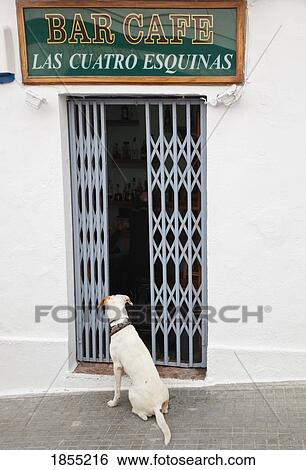Dog Waiting For Master Outside Bar In Tarifa, Cadiz, Spain View Large Photo Image Stock Photograph - Dog Waiting For Master Outside Bar In Tarifa, Cadiz, Spain. Fotosearch