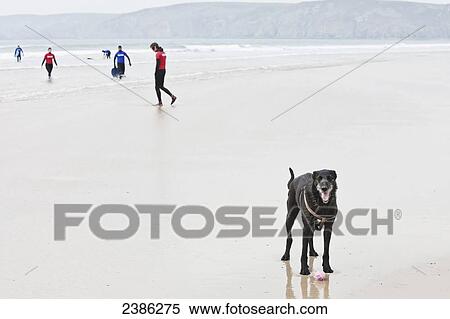 Dog with his ball and surfers in winter wetsuits on Newgale Beach along Pembrokeshire Coast Path; Wales View Large Photo Image Stock Photography - Dog with his ball and surfers in winter wetsuits on Newgale Beach along Pembrokeshire Coast Path; Wales. Fotosearch