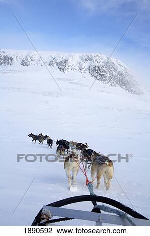 Dogs Pulling Sled Towards Hallingskarvet Mountain View Large Photo Image Stock Image - Dogs Pulling Sled Towards Hallingskarvet Mountain. Fotosearch