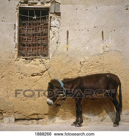 Donkey And Window In Medina View Large Photo Image Stock Photograph - Donkey And Window In Medina. Fotosearch